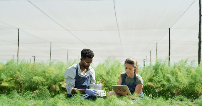 Greenhouse, test tube and people with tablet, crop or gmo with app for sample inspection. Man, woman and agriculture with tech, genetic engineering or sustainability discussion for growth research