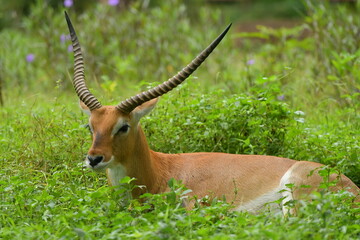 A Lechwe is lying on a grass field at a zoo