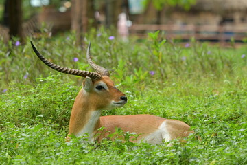 A Lechwe is lying on a grass field at a zoo