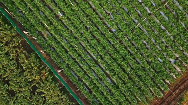 Aerial view of Adgaon, Nashik grape farm with neatly lined vines, expansive green fields, and soft sunlight casting shadows, showcasing organized beauty of vineyards from above