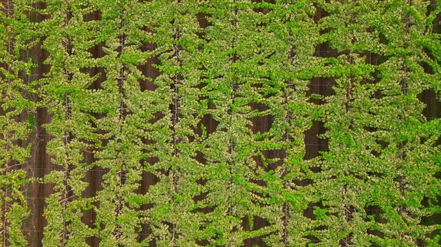 Aerial view of a sprawling grape farm in Adgaon, Nashik, Maharashtra, with neatly aligned green vines under bright sunlight, creating vibrant geometric patterns that showcase lush, thriving vineyards