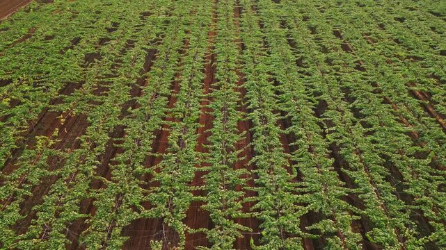 A drone glides forward over Adgaon, Nashik, revealing neat green grape rows, open fields, and fresh vines, capturing the serene countryside and sprawling vineyards in a smooth aerial sweep