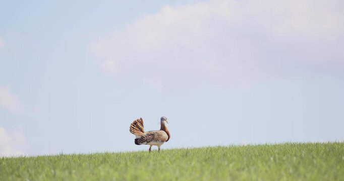 A male great bustard, walking, in the meadow during the spring breeding season, in La Mancha, Spain.