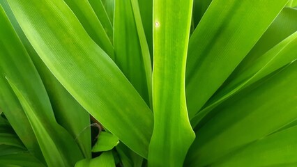 Obraz premium Abstract background of fresh green leaves. Pandan plant leaves. Nature concept.