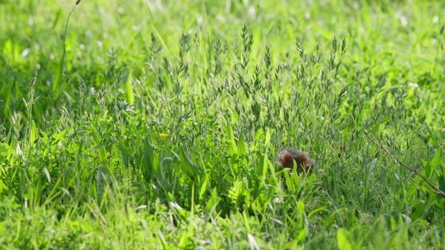 Hamster peeking in tall orchard grass (Dactylis glomerata), partially hidden in uncut meadow, facing camera. Natural wildlife style close-up with soft green bokeh.