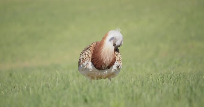 A male great bustard, preening, in the meadow during the spring breeding season, in La Mancha, Spain.