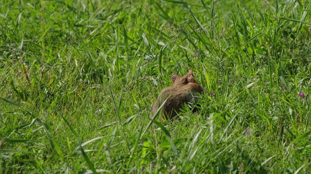 Hamster foraging in tall grass, moving away and to the right from camera, then sprinting quickly and running off frame left. Natural outdoor meadow scene in daylight.