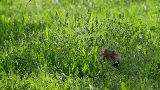 Hamster foraging in tall uncut grass, partially hidden among green blades in afternoon shade. Natural wildlife-style shot, cute small pet exploring meadow habitat.