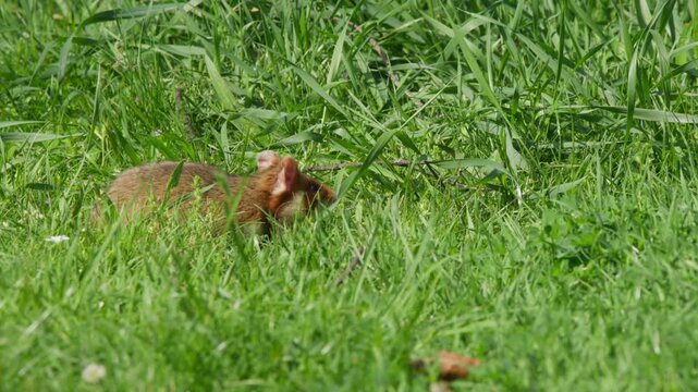 Hamster eating on cut grass with taller uncut lawn behind, small pet rodent nibbling outdoors in bright sunlight. Natural texture, garden, cute animal behavior.