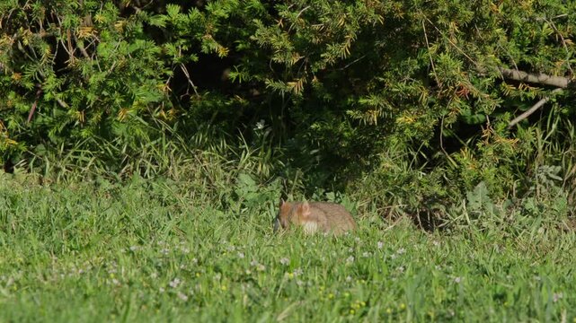 Hamster foraging in grass by bush edge, moving left across frame and pausing to look up alertly. Natural wildlife behavior in meadow border on a sunny day.