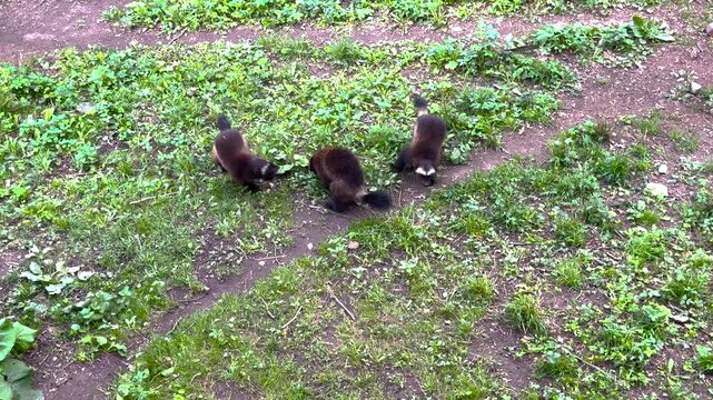 Young Wolverines Play Fighting On Grass In Wilderness, High Angle Shot