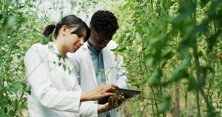 Naklejka premium Team, online and people with tablet, farm or research for disease management, plants and agriculture. Outdoor, botanist and colleagues with tech in nature, reading and study for quality assurance