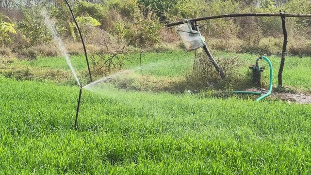 Closeup view of a working sprinkler connected to a bore well pipeline, spraying water over dense green crops and showing localized irrigation in a rural agricultural field.