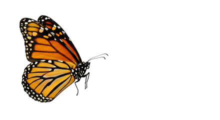 Obraz premium Monarch butterfly, vibrant orange wings and black veins, frozen mid-flight, extreme macro detail, top-down view on shadowless white background with copy space, concept of perfection nature and