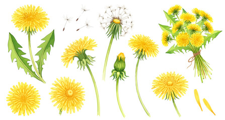 たんぽぽのイラストパーツセット（花・綿毛・種・花束・蕾）,春の花,野花,ボタニカル