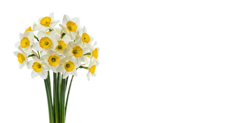 Fototapeta premium Lush, fresh bouquet of white and yellow narcissus flowers (pristine petals, yellow corona) and green stems, isolated on a bright white studio background with copy space. concept of spring commercial