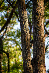 Obraz premium Textured Tree Bark with Moss in a Peaceful Park Setting Ancient Tree Trunk Illuminated by Golden Sunlight Natural Wood Texture with Vibrant Green Foliage