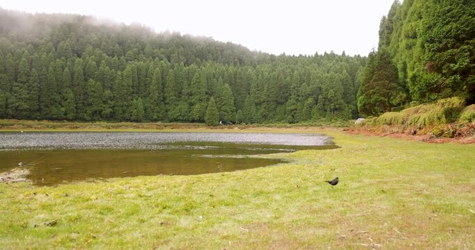 Lagoa de Eguas volcanic lake and a birf surrounded by trees with a foggy sky in the background.