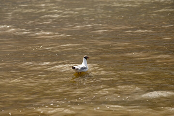 Fototapeta premium Travel destination seagull on sunny seaside shore