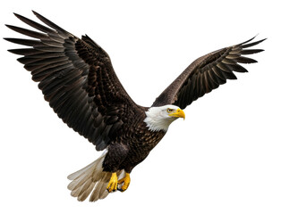 Obraz premium Magnificent adult bald eagle in powerful flight, striking white head, intense yellow eyes, wings extended, isolated on a transparent background. Concept of wildlife power and freedom