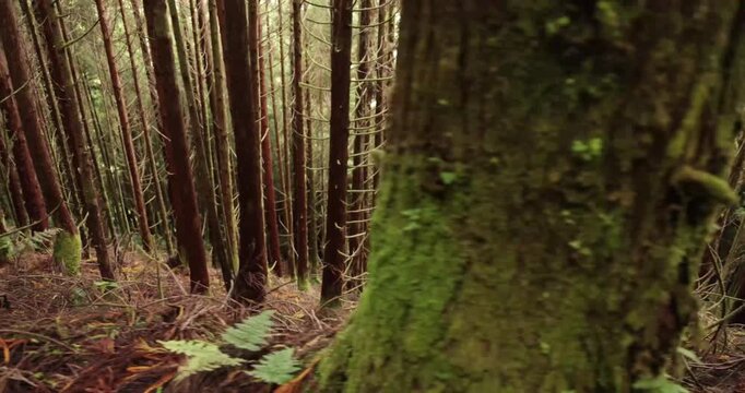 A forest of cryptomeria japonica japanese cedar with green moss growing on the trees.