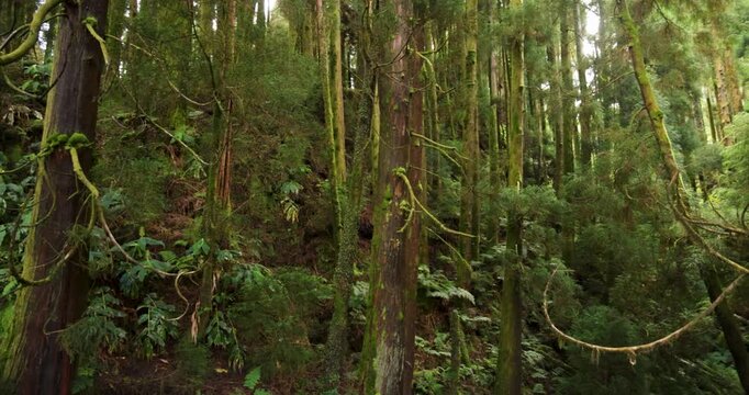 A forest of cryptomeria japonica japanese cedar with green moss growing on the trees.