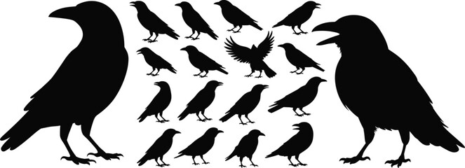 Naklejka premium Black raven crow silhouette collection, flying standing crows set, bird vector illustration isolated on white background wildlife animal design elements