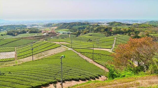  視界を染める緑のじゅうたん。70ヘクタールの丘陵に広がる、日本有数の銘茶の故郷
福岡県八女市「八女中央大茶園」
A carpet of green fills the sky. Spread across 70 hectares of hills, this is the home of some of Japan's finest teas.
Yame Central Tea Garden,