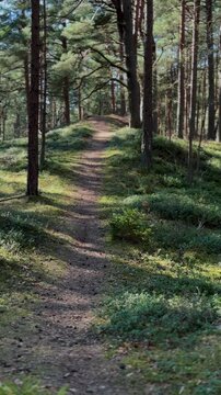 Forest vegetation with grass and heather shining in sunlight. Peaceful woodland nature scene.