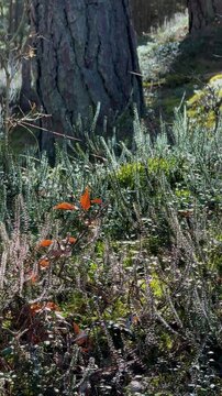 Forest vegetation with grass and heather covered in delicate spider webs shining in sunlight. Thin spider silk threads moving gently in the wind in peaceful woodland nature scene.
