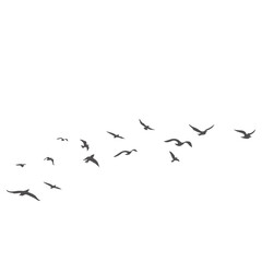 Fototapeta premium Flock of Birds Flying Silhouette