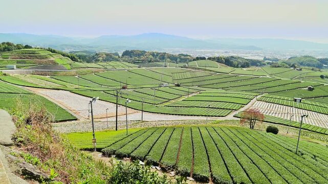  視界を染める緑のじゅうたん。70ヘクタールの丘陵に広がる、日本有数の銘茶の故郷
福岡県八女市「八女中央大茶園」
A carpet of green fills the sky. Spread across 70 hectares of hills, this is the home of some of Japan's finest teas.
Yame Central Tea Garden,