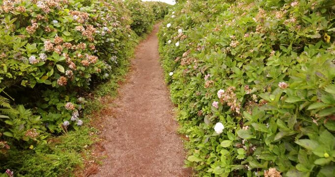 Walking on a path through a field of green hydrangea bloomed bushes with white flowers.
