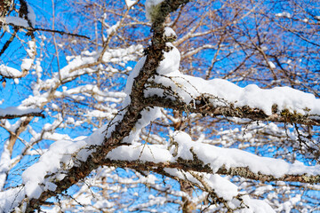 Obraz premium 枝に積もる雪