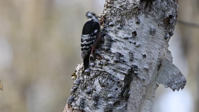 The white-backed woodpecker (Dendrocopos leucotos stejnegeri) is a Eurasian woodpecker belonging to the genus Dendrocopos. This photo was taken in Nagano Pref. Japan.