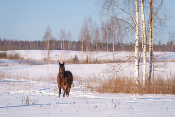 horse in a snowy field