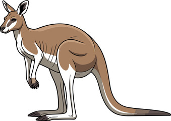 Kangaroo Illustration Showing Strong Hind Legs Long Tail Upright Posture Australian Wildlife Educational Vector Art © RAFAD-Studio