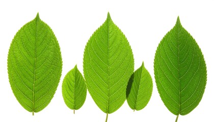 Green Leaves of Various Sizes on a White Background.