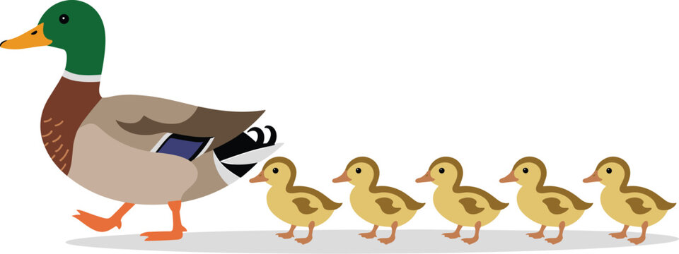 Male Mallard Duck Leading a Line of Five Ducklings, Concept of Natural Guardianship, Family Guidance, Instinctive Leadership, and Wildlife Protection Vector Illustration