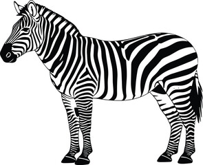 Black and white zebra illustration featuring detailed stripes and a realistic standing pose isolated on a plain white background for design.