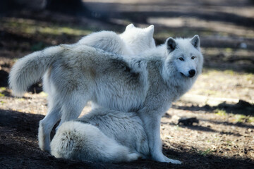 Majestic Arctic Wolves in sunlight, two white Polar Wolves resting near tree in natural forest environment, Canis lupus arctos portrait © Enrico Obergefäll