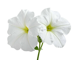 Two delicate white trumpet flowers with yellow centers on a dark background