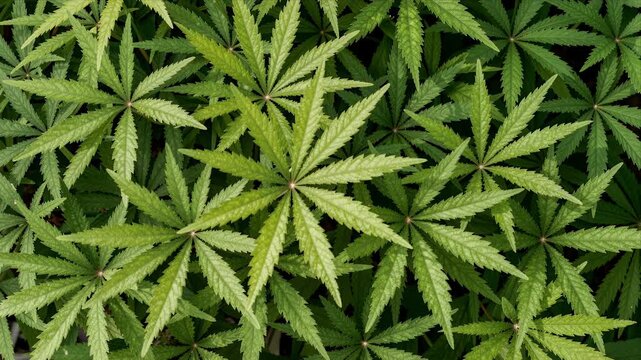 Close up of Vibrant Green Cannabis Leaves Swaying Gently in Natural Light, Serene Nature Background for Wellness and Herbalism Themes