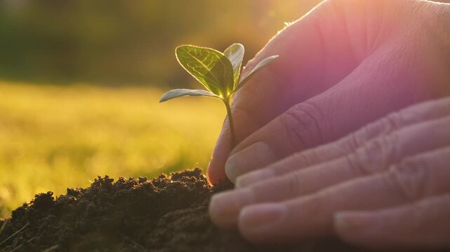 Cultivate nurture flourish. Tender hands foster sprouting life. Sunlight caresses gentle care of seedlings. Sunrise bathes tender hands planting young plants growing in fresh soil and hope