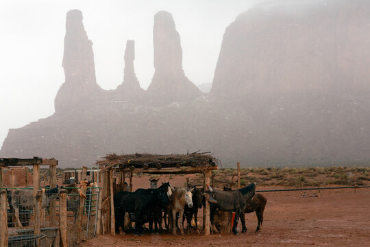 Horses clustered in primitive structure in snow dramatic background