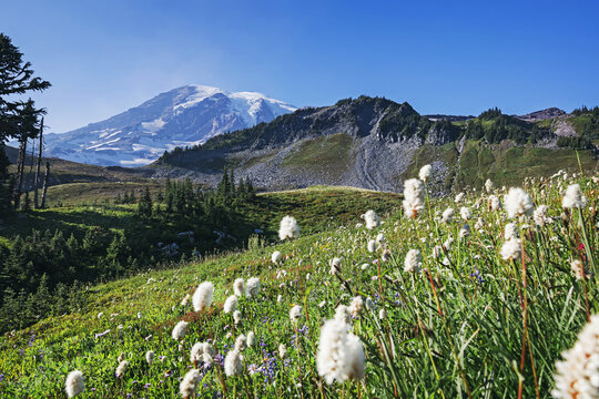 Majestic Mountain with Wildflower Field at Mt. Rainier National park
