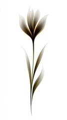 Flower on white background close up view of a delicate flower against a clean plain white backdrop highlighting its form