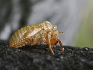 セミの抜け殻