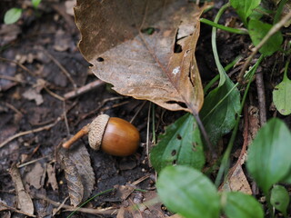 帽子をかぶったどんぐり