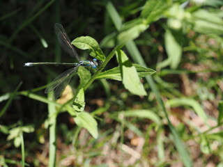 葉に止まるイトトンボ